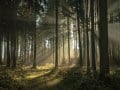 Klaus Wäscher, Bergatreute "Waldweg", Panasonic Lumix G6