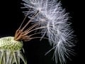 Klaus Eppele, "Pusteblume", Canon EOS 5D Mark II