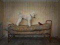 Josef Hinterleitner, "Wuff", Canon EOS 5D Mark III