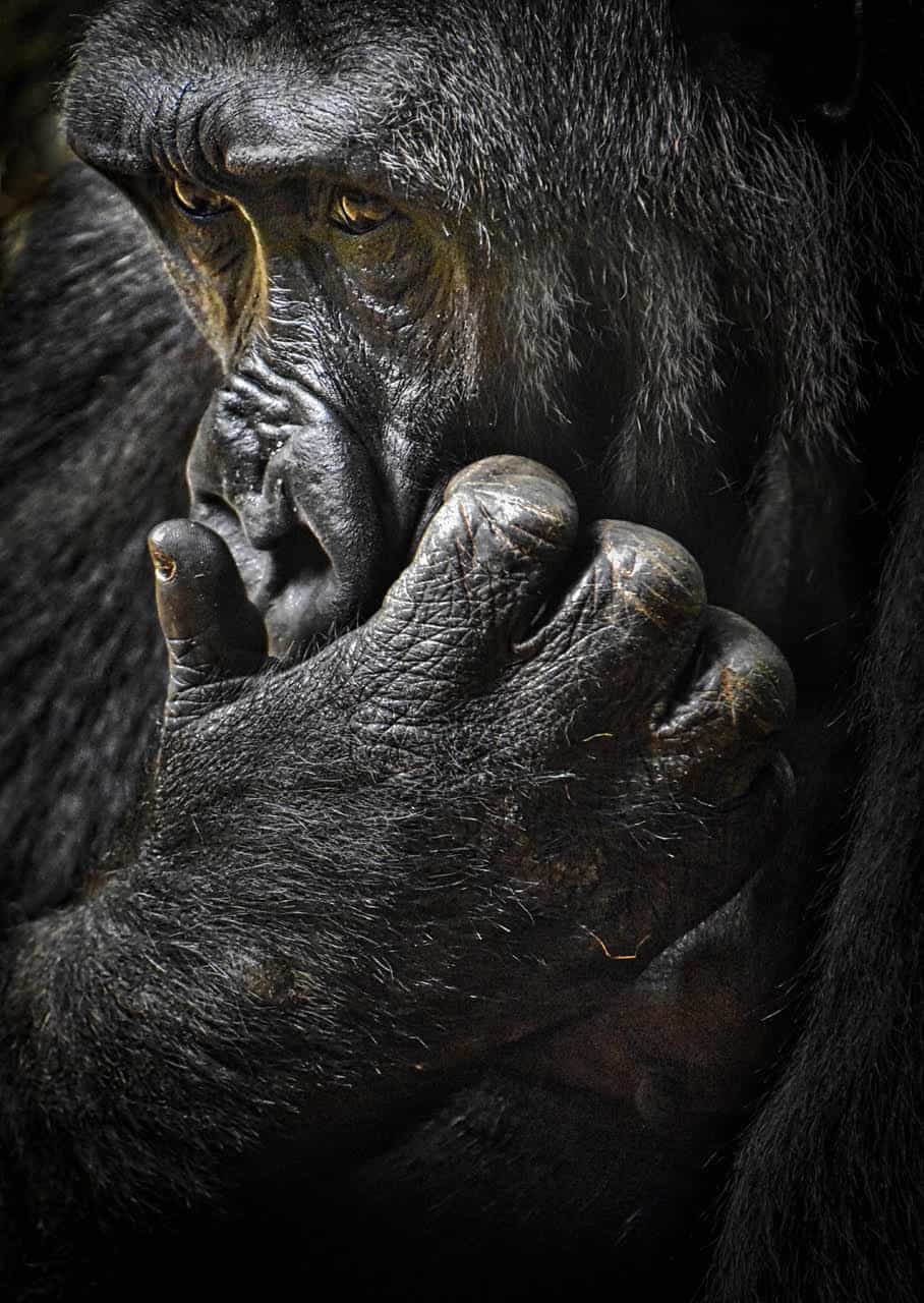Urs Albrecht „Gorilla“ | Nikon D7200