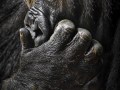 Urs Albrecht „Gorilla“ | Nikon D7200