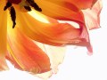 Reinhold Remy „Floraler Traum“ | Nikon D600