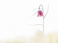 Hannes Wendt „Schachbrettblume“ | Pentax K1