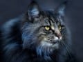 Gaby Kniep, Essen „Kater“, k. A.