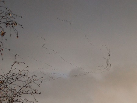 neuheiten_a_wildgnse_3 neuheiten_a_wildgnse_3