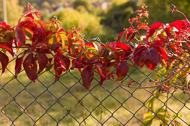 herbst_blaetter_wb_trueb