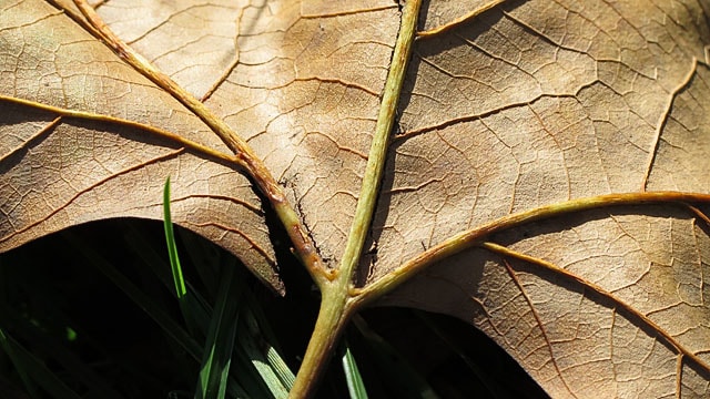 herbst_braunes_blatt