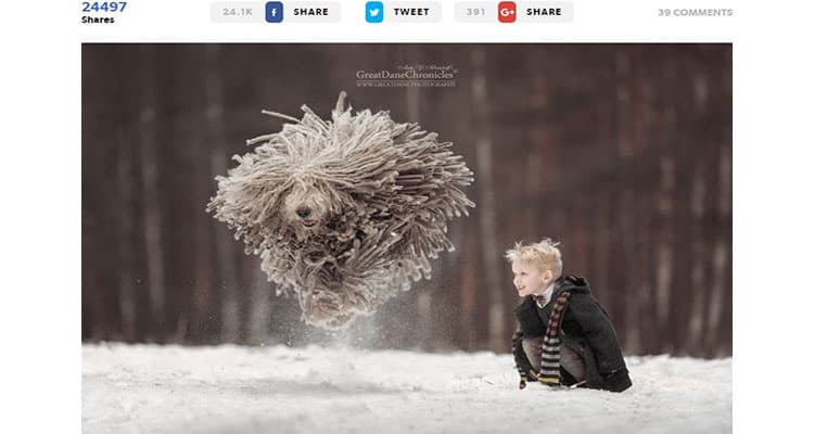 link_170103_web kinder und hunde