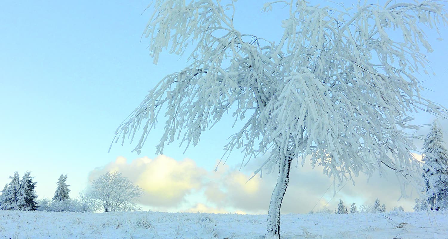 Schneebedeckter Baum