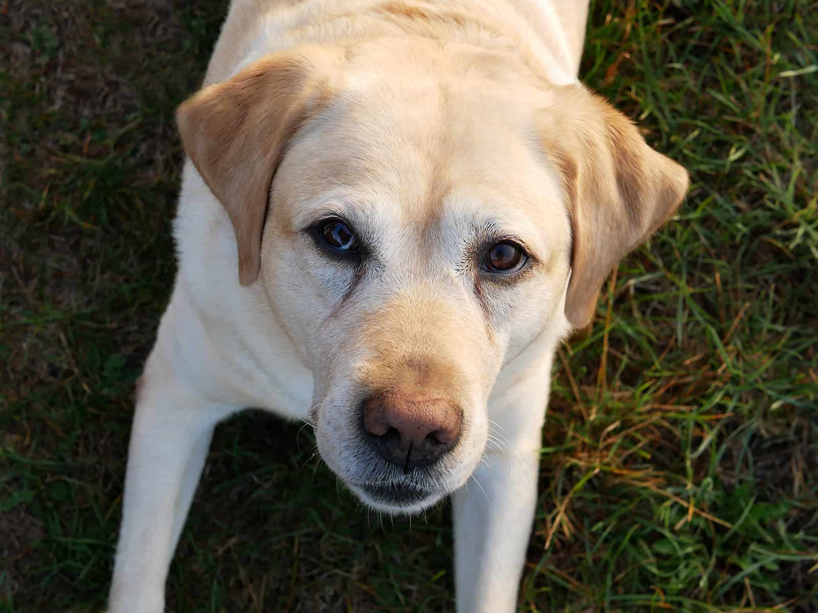 Labrador wartet auf Leckerli