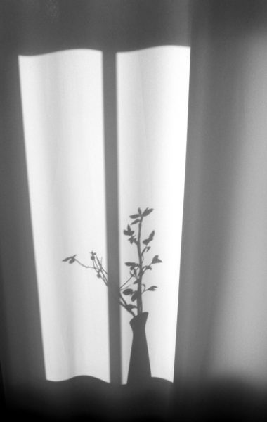 Dorothee Lieb, „Zarte Pflanze am Fenster“ Panasonic Lumix LX3