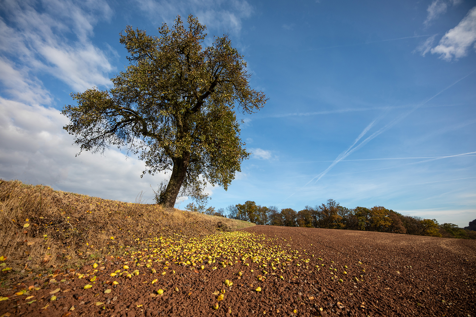Quittenbaum fotografiert mit Sigma 14-24 mm Arts