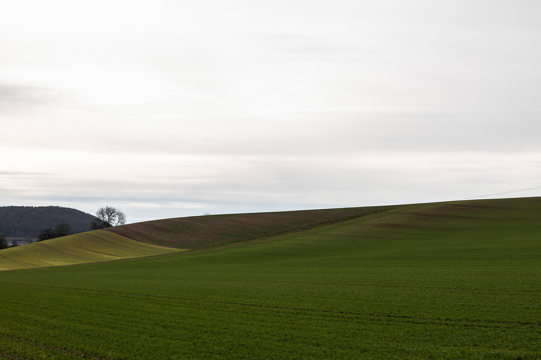 Frische Saat fotografiert mit Sigma 24-70 mm Arts
