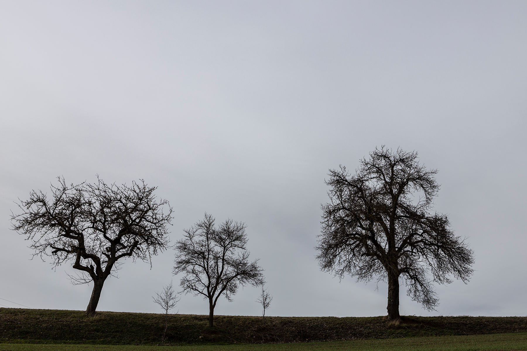 Baum Silhouetten fotografiert mit Sigma 24-70 mm Art