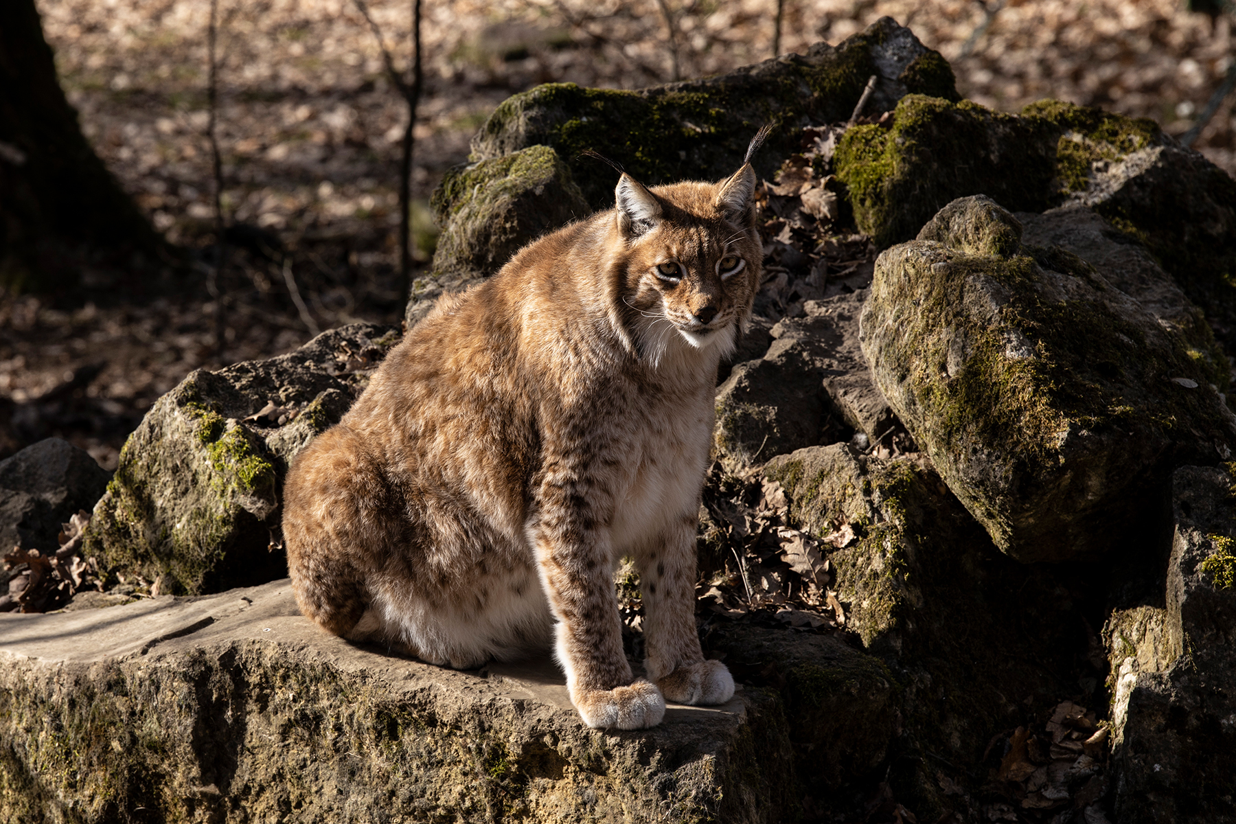 Luchs fotografiert mit Sigma 70-200 mm Sports