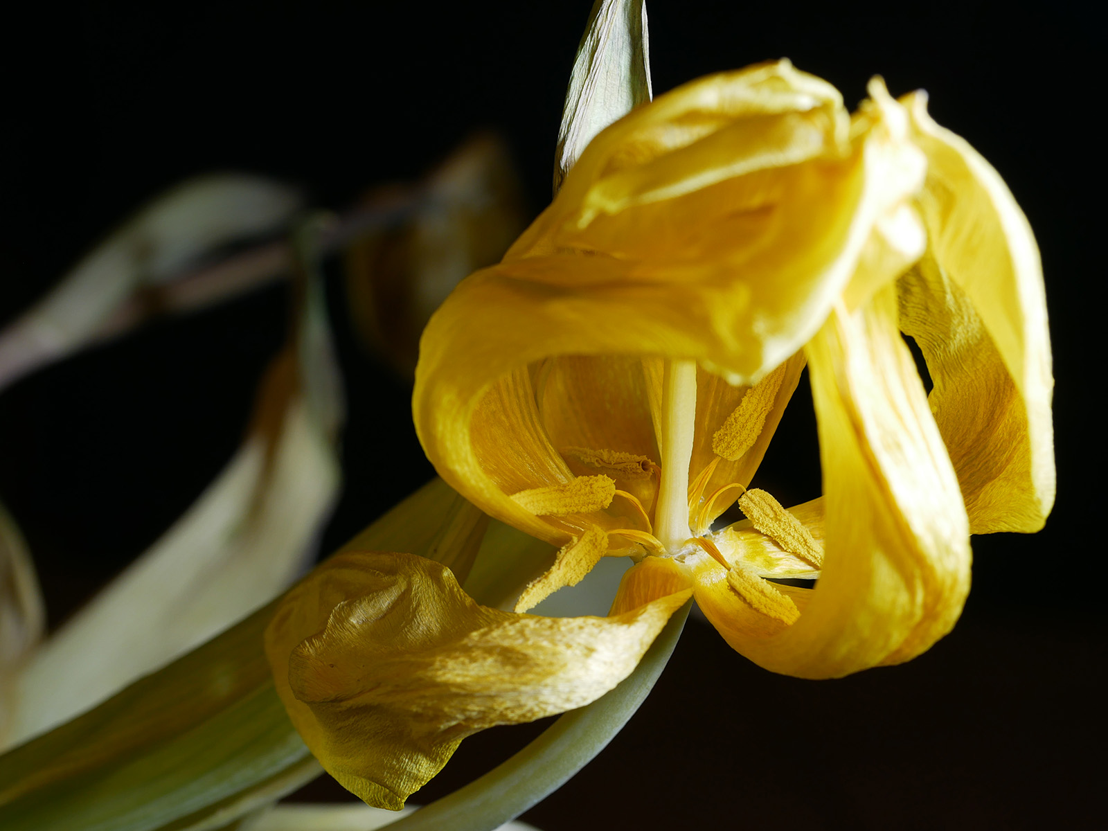 Verblühte Tulpe, gelb
