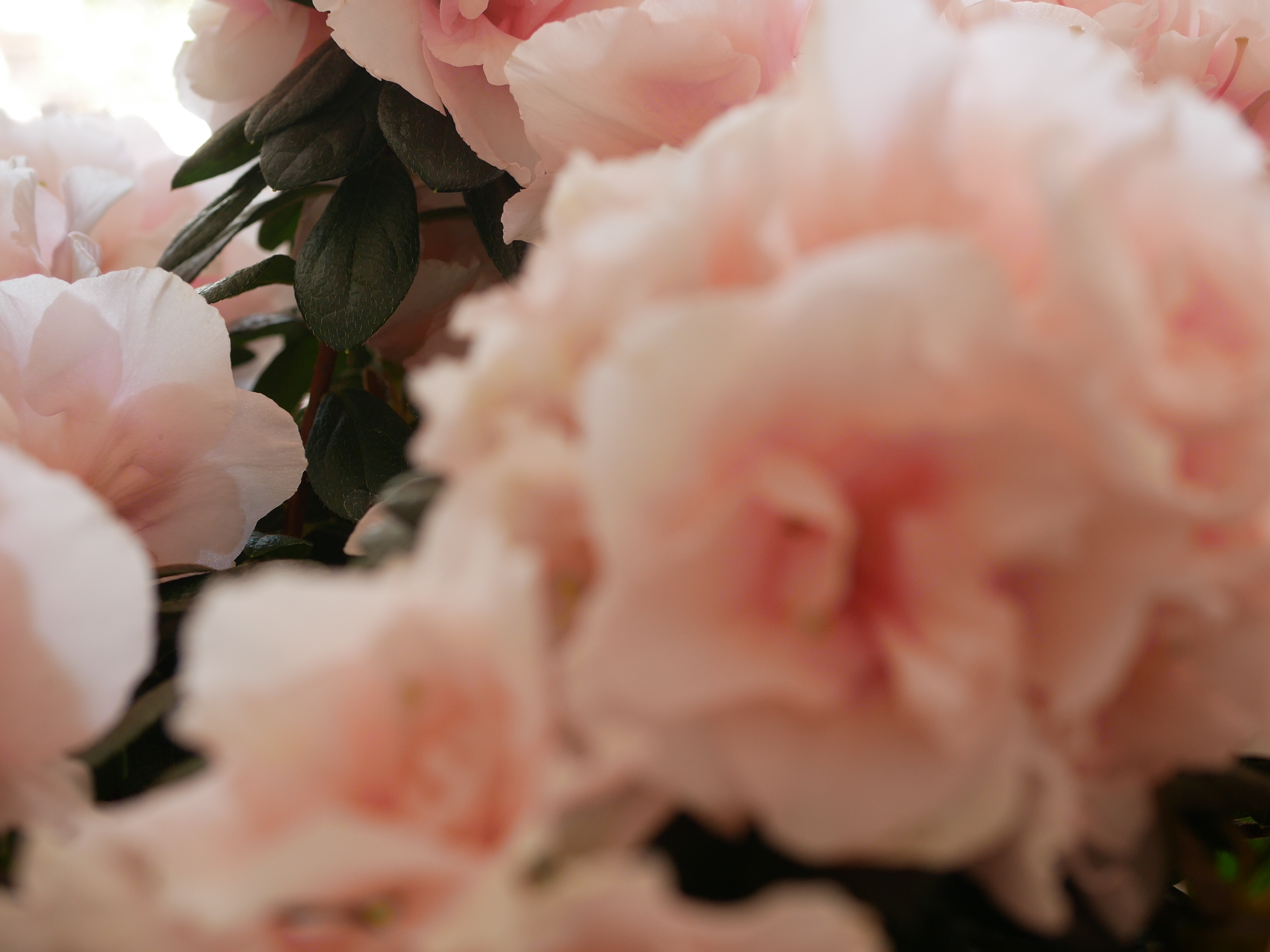 Rosa Azaleen Blüten