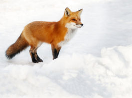 wintersparfuchs_2019__dreamstime_s_69597611