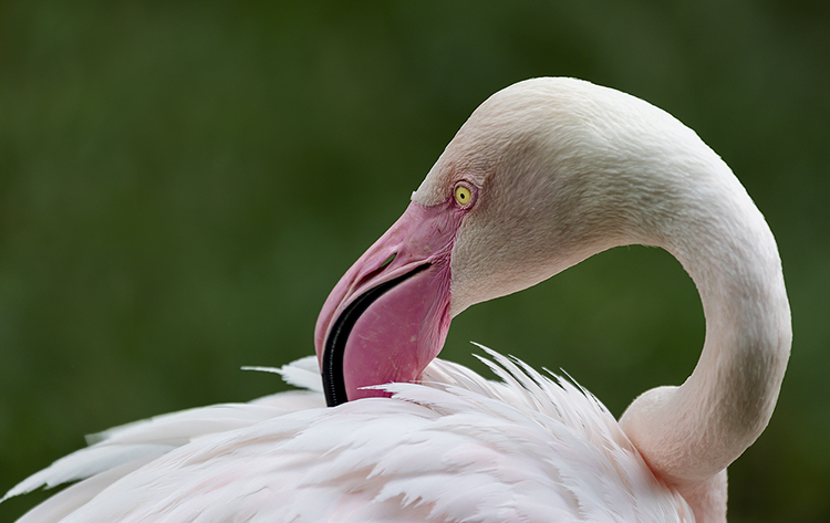 bruno_finger_rosa_flamingo.jpg