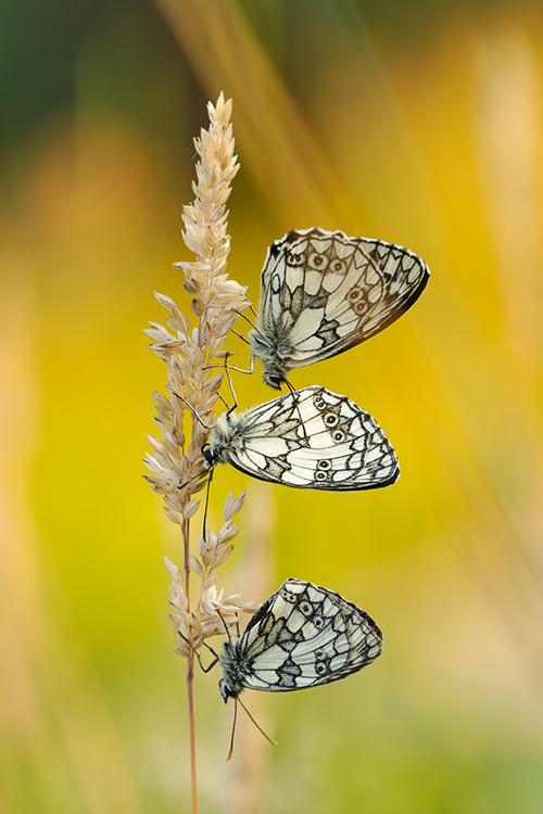 gabyd_natur_in_der_wiese.jpg