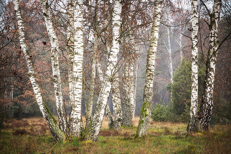 eva_langenegger_noettinger_heide.jpg