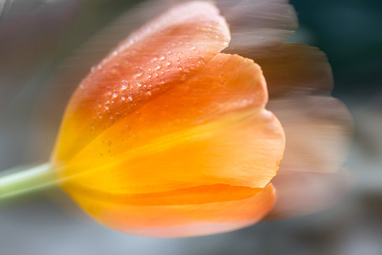 eva_langenegger_tulpenfieber_in_orange.jpg