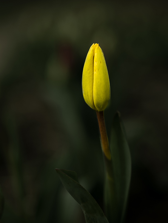 christian_munz-tulpe.jpg