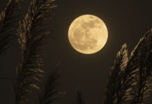 alexis-antonio-TFth26tEjss-unsplash