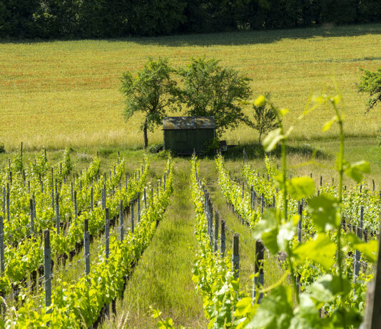 tam_35_150_e__beitrag