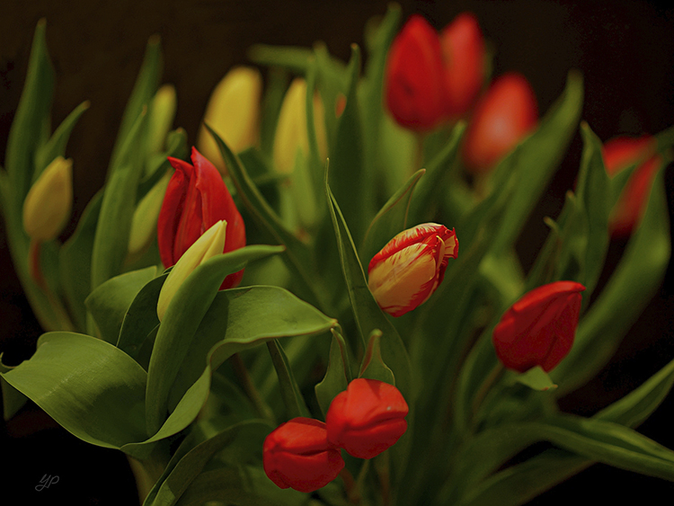 tulpen_feb__002.jpg