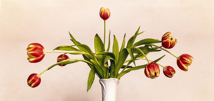 tulpen_feb__103.jpg