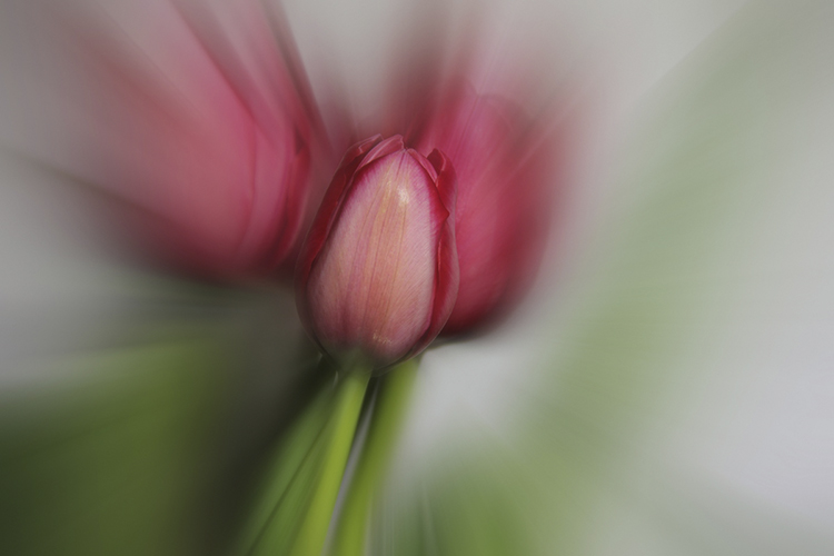 tulpen_feb__106.jpg